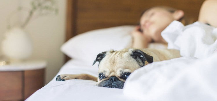 10 Tips To Fall Asleep Faster That Isn't Counting Sheep